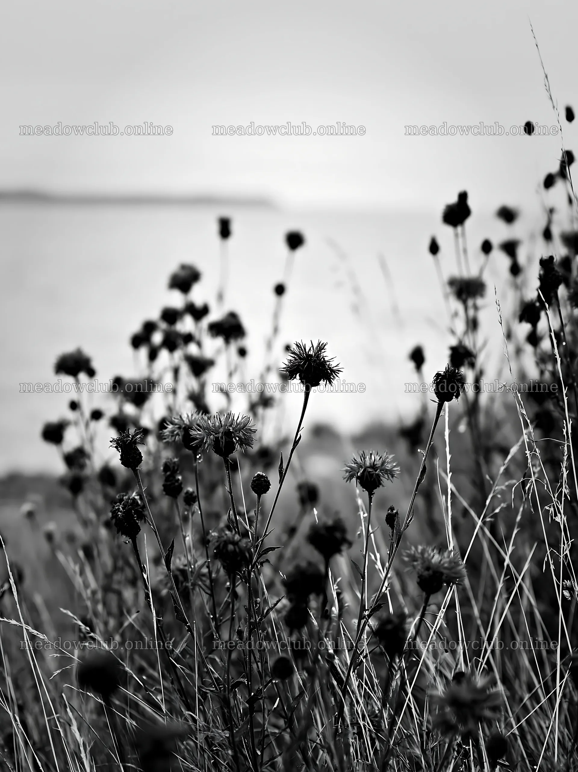Knapweed blooms in a meadow near a calm body of water – meadow photos 6866x9174