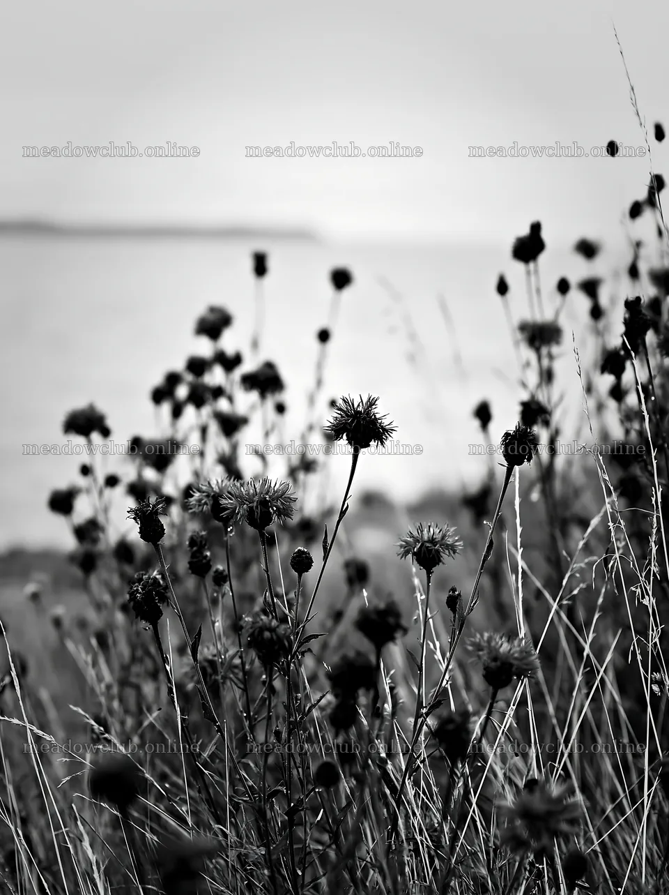 Knapweed blooms in a meadow near a calm body of water – meadow photos 6866x9174