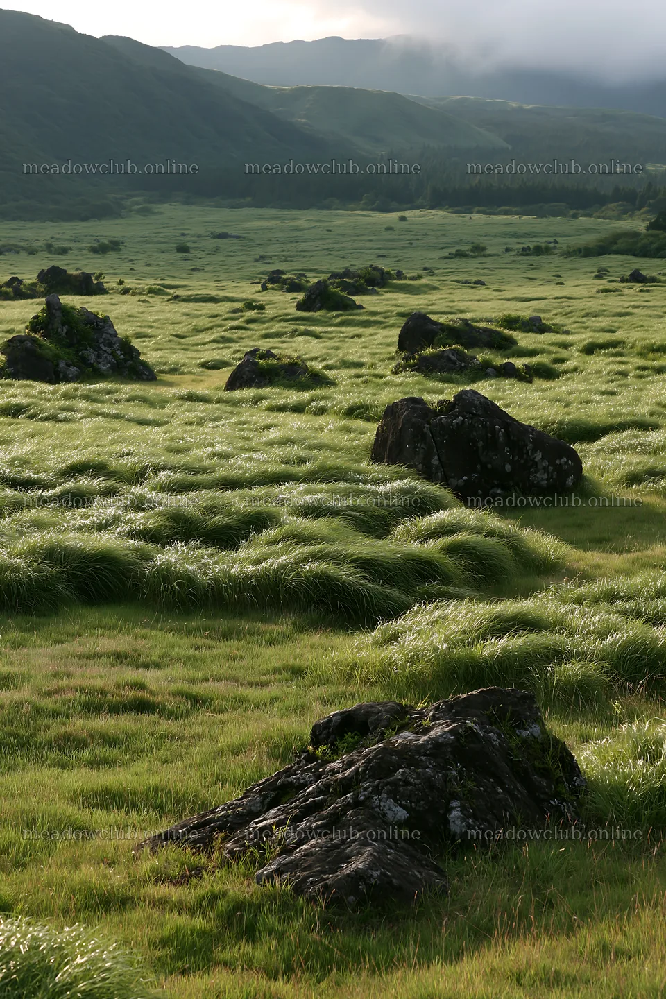 Restored Kumamoto silver grass meadow boulders – meadow photos 6480x9722
