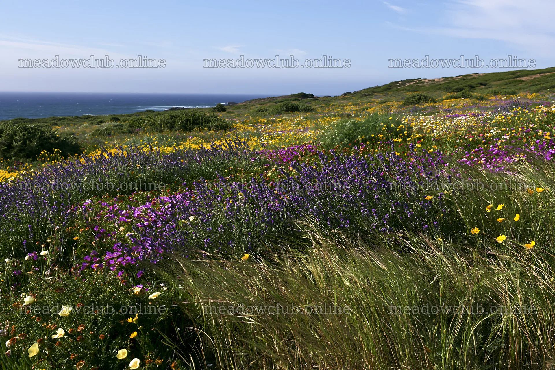 Portuguese meadow above Atlantic coast – meadow photos 9722x6480