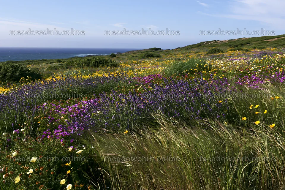 Portuguese meadow above Atlantic coast – meadow photos 9722x6480