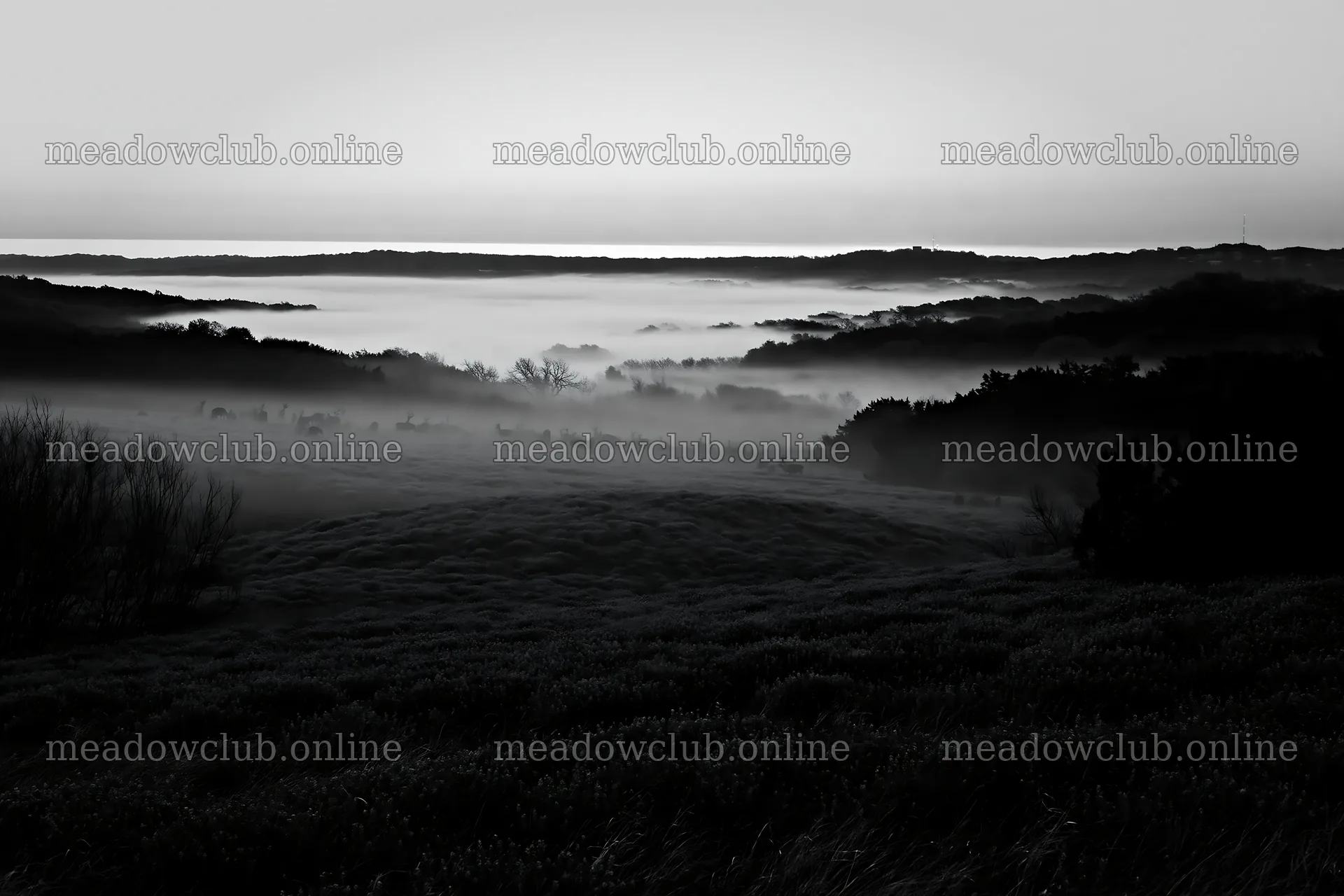 Bluebonnet meadow at sunrise with mist – meadow photos 9722x6480