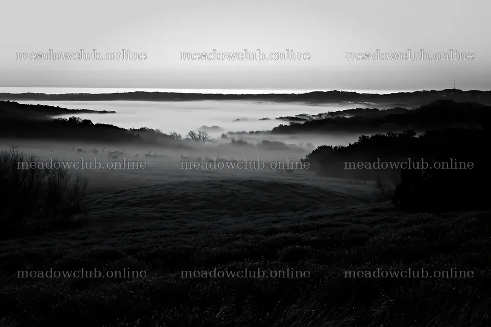 Bluebonnet meadow at sunrise with mist – meadow photos 9722x6480