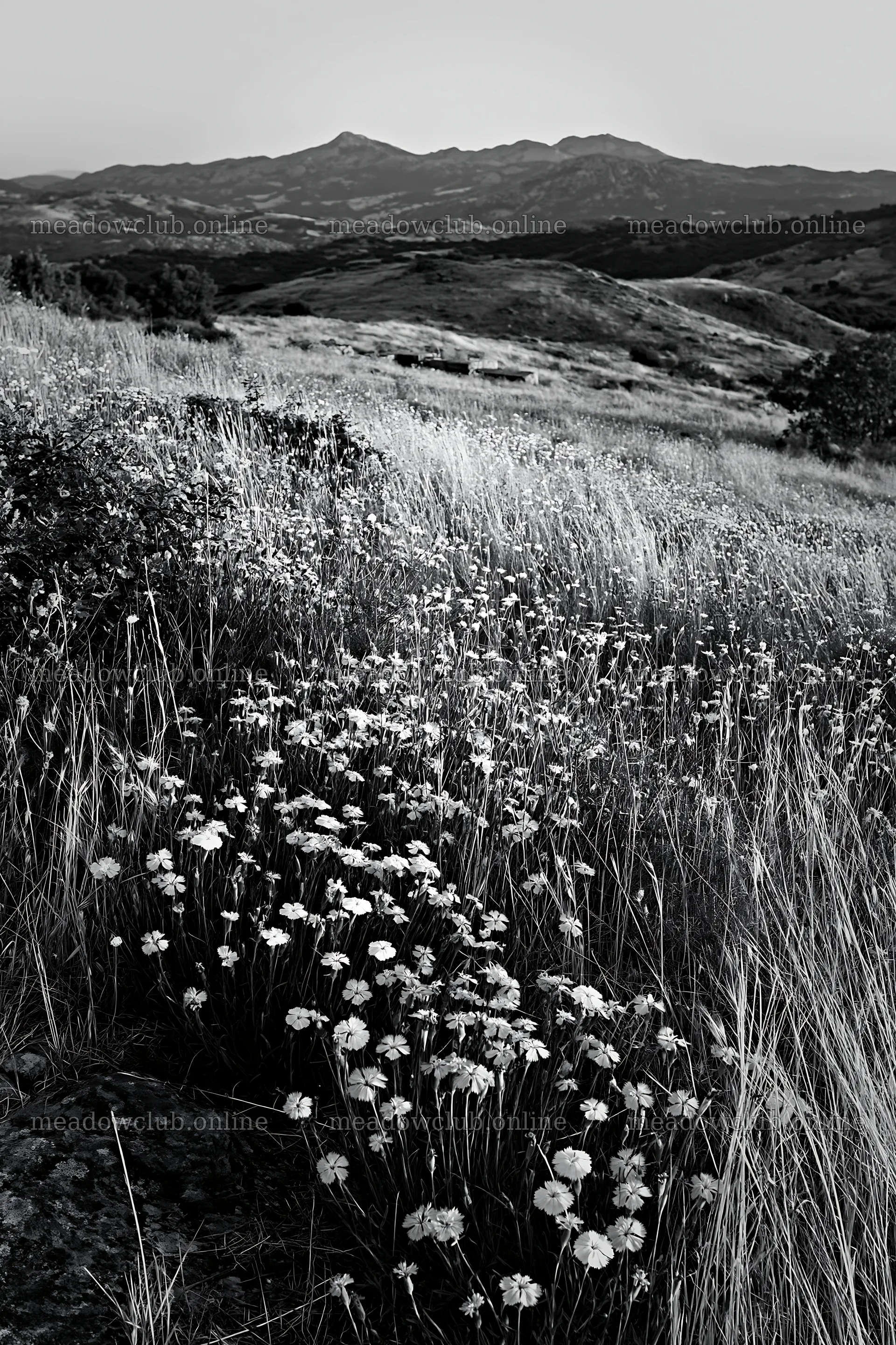 Night-blooming meadow with flowers and distant hills – meadow photos 6480x9722