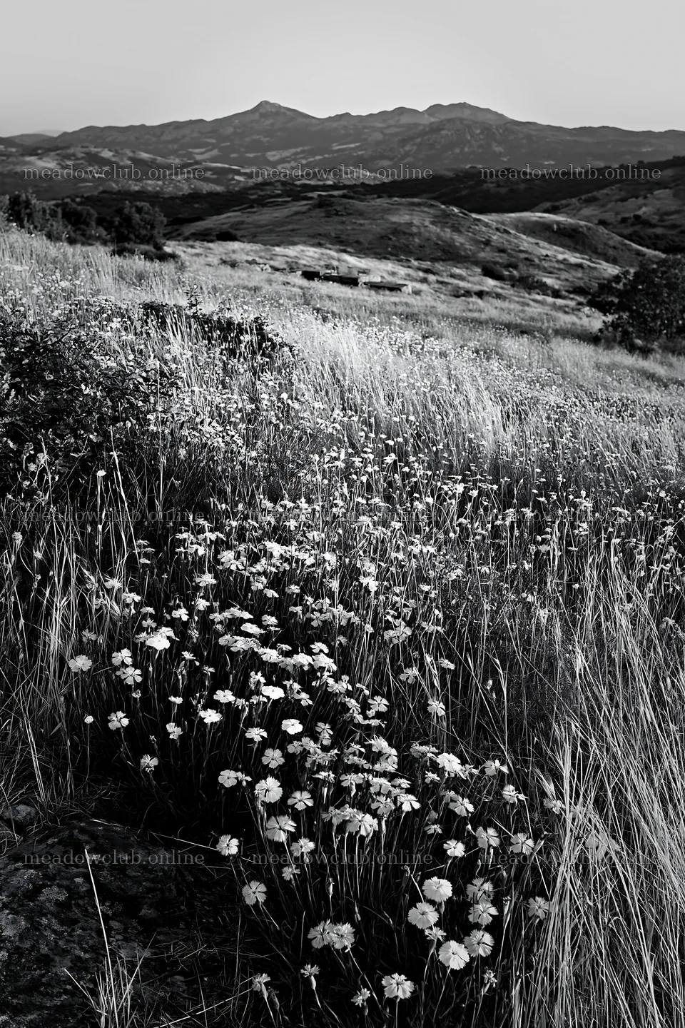 Night-blooming meadow with flowers and distant hills – meadow photos 6480x9722
