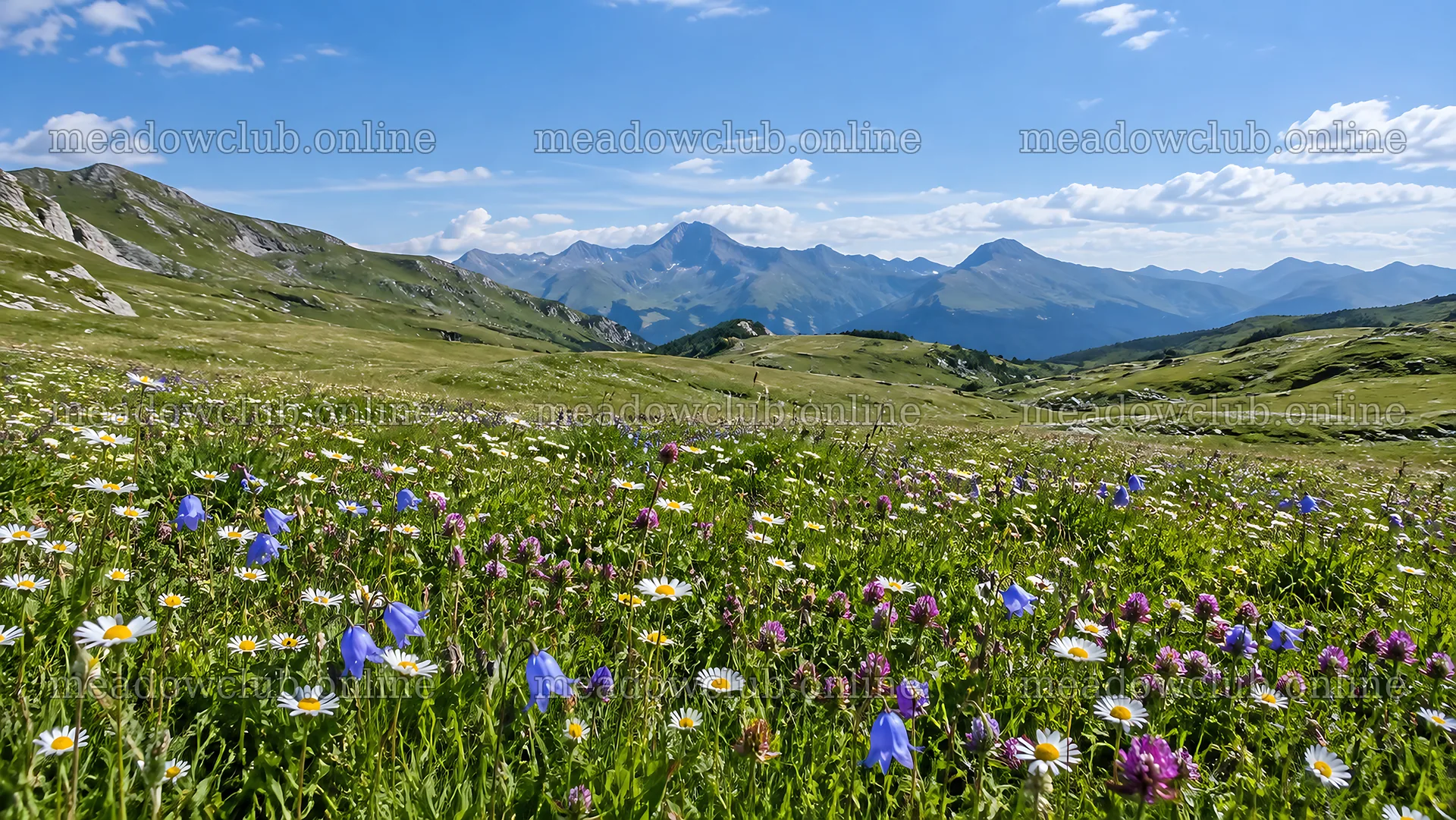 Wildflowers Beneath Distant Mountain Peaks – meadow photos 10324x5812