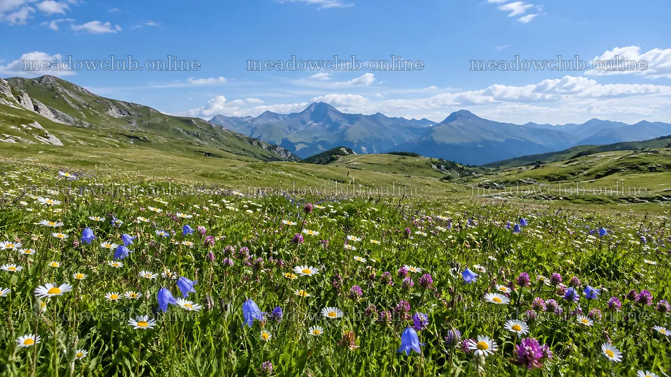 Wildflowers Beneath Distant Mountain Peaks – meadow photos 10324x5812