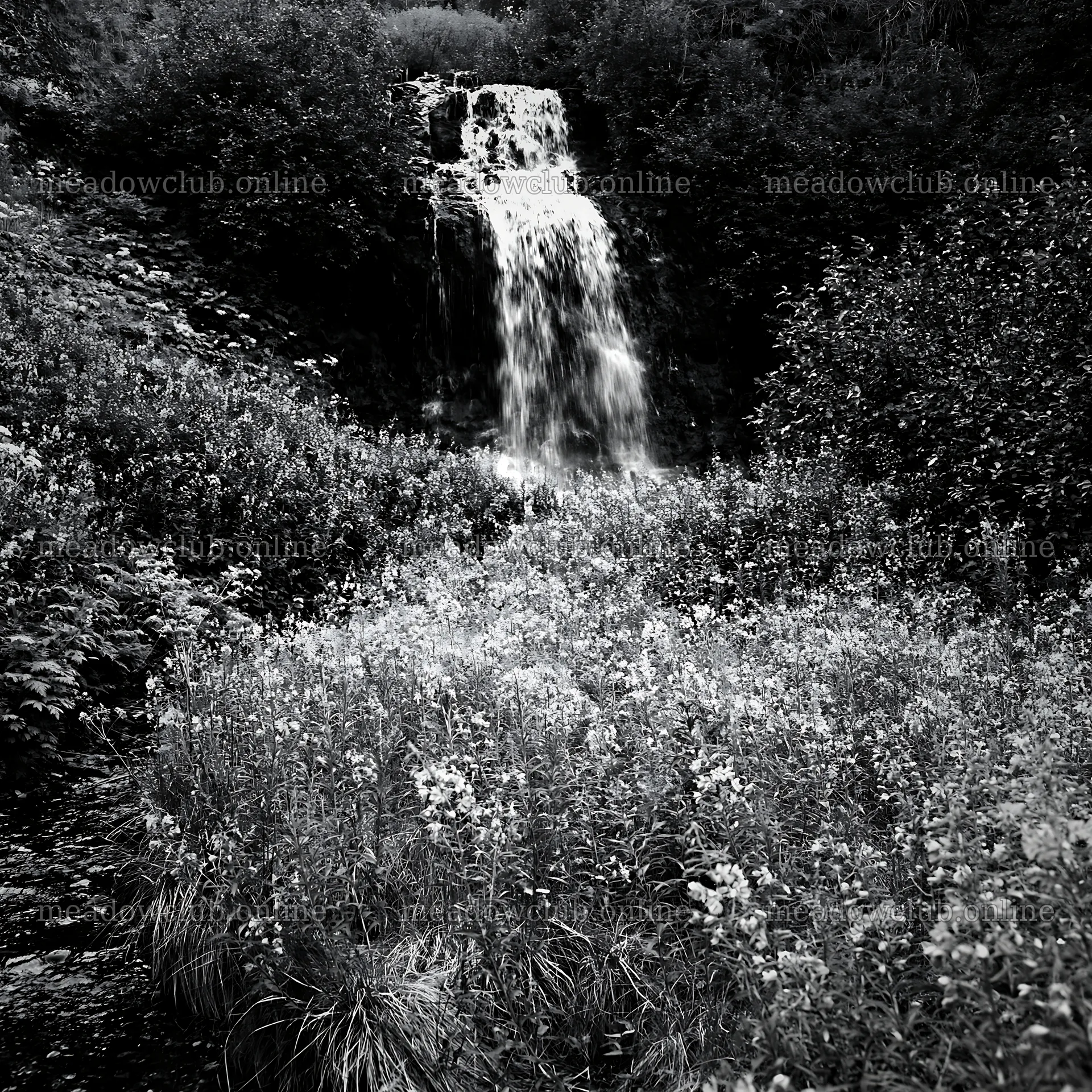 Wildflower meadow beneath cascading waterfall in black and white – meadow photos 7938x7938