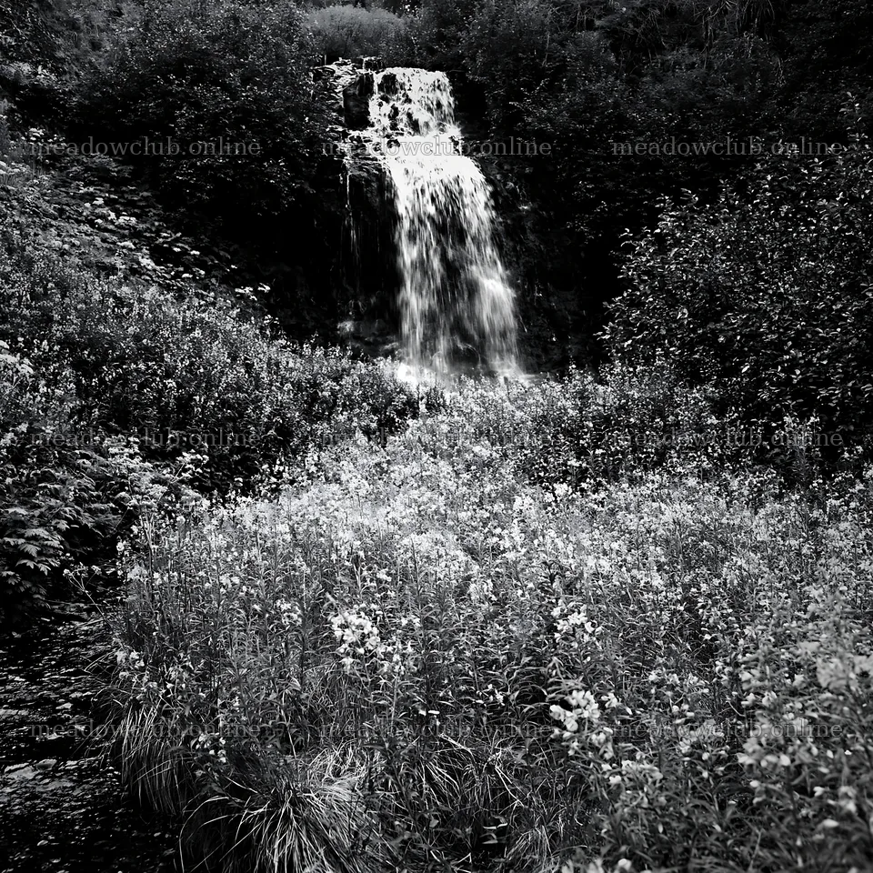 Wildflower meadow beneath cascading waterfall in black and white – meadow photos 7938x7938