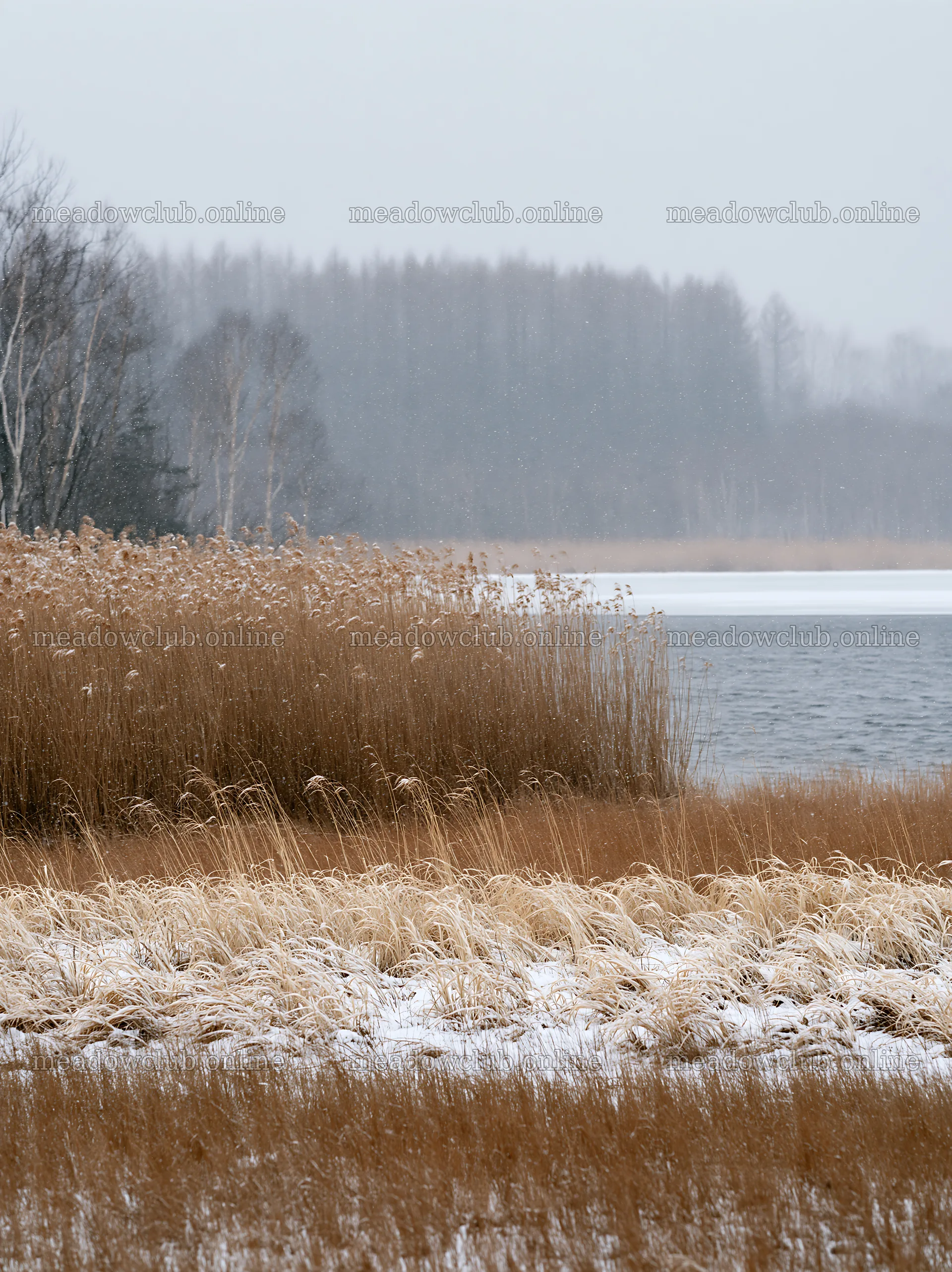 Lakeside meadow after first snowfall in a quiet landscape – meadow photos 6866x9174