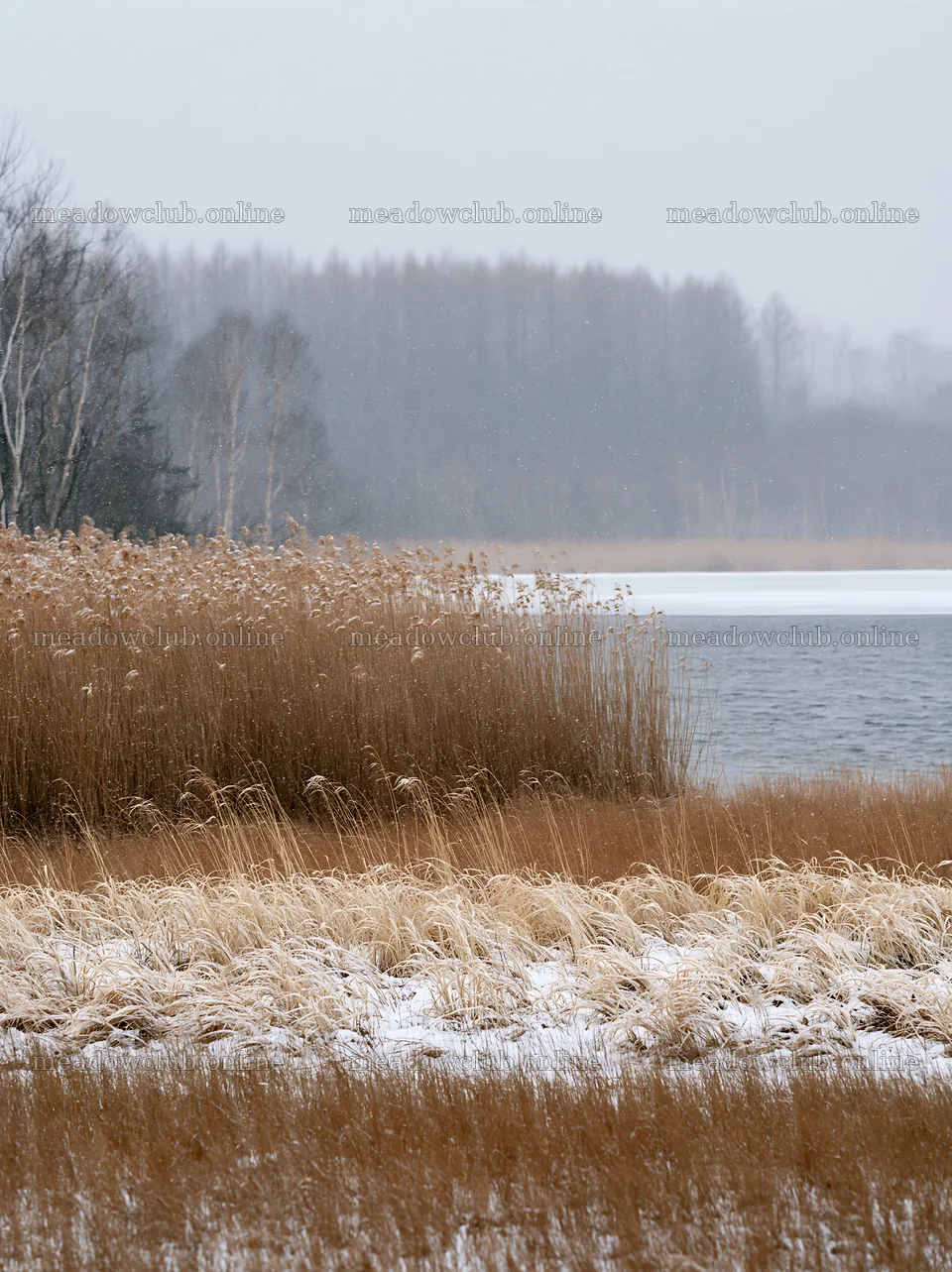 Lakeside meadow after first snowfall in a quiet landscape – meadow photos 6866x9174