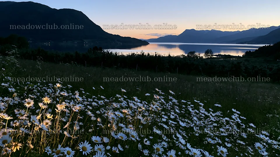Fjord view at dawn with white daisies in the foreground – meadow photos 10608x5938