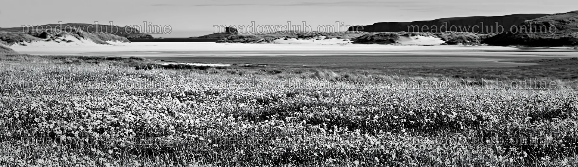 Campion bellflower meadow near the coast with sandy landscape – meadow photos 14762x4268