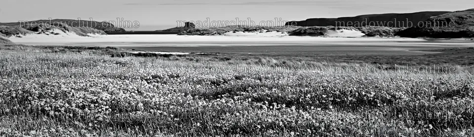 Campion bellflower meadow near the coast with sandy landscape – meadow photos 14762x4268