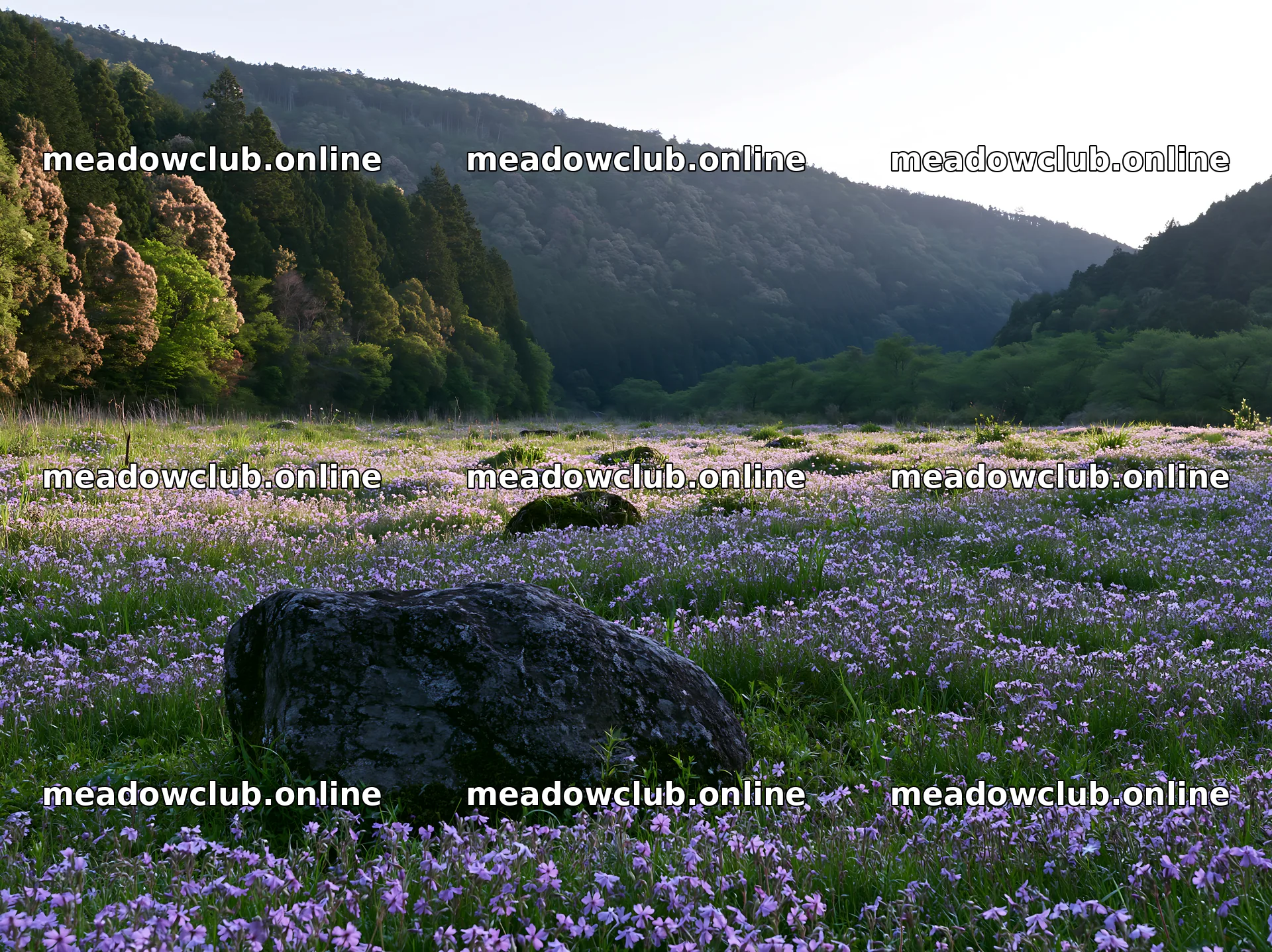 Kyoto spring wildflower meadow stone foreground – meadow photos 9174x6866