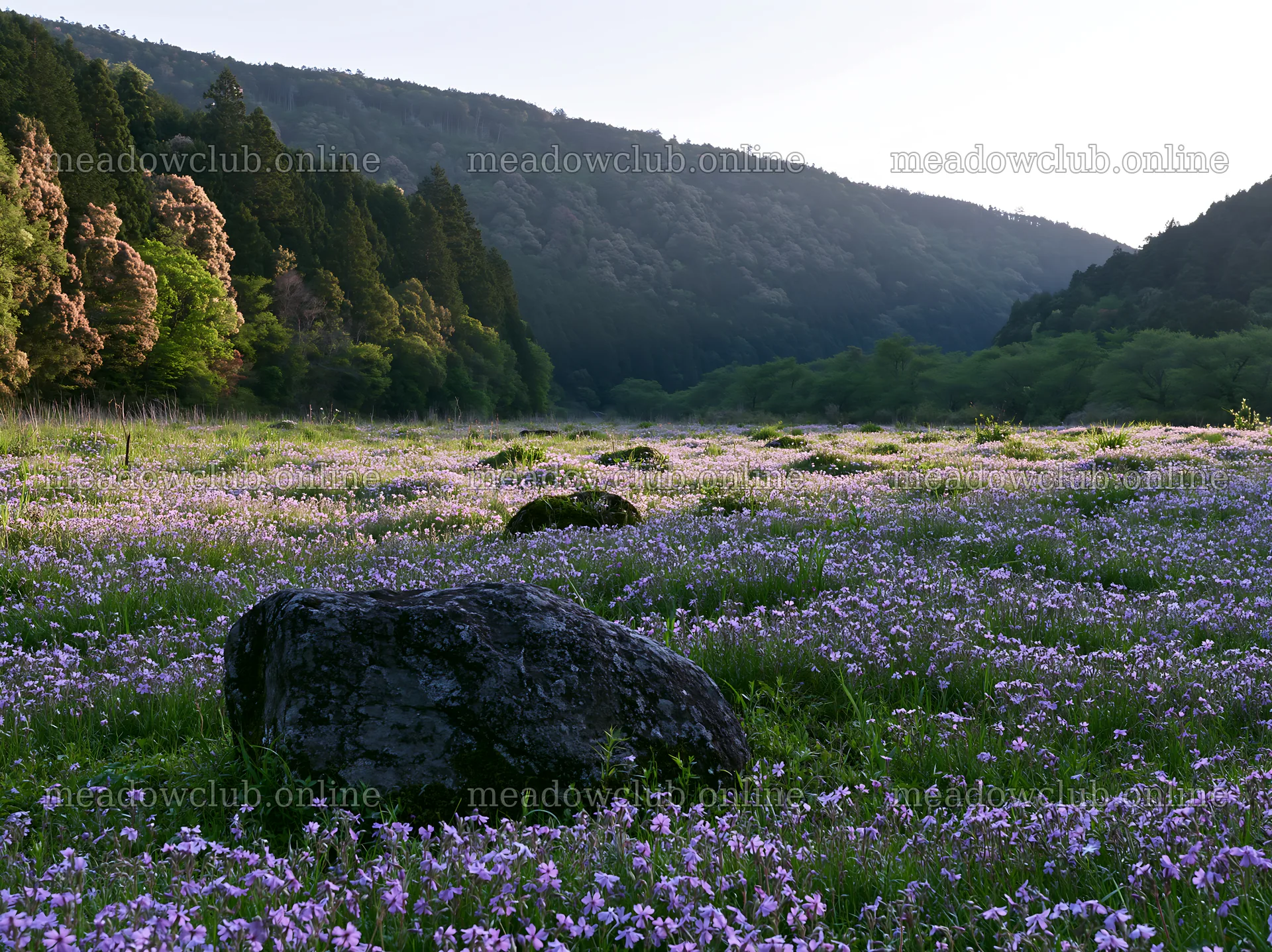 Kyoto spring wildflower meadow stone foreground – meadow photos 9174x6866