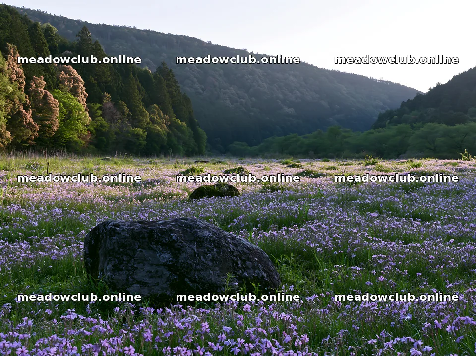 Kyoto spring wildflower meadow stone foreground – meadow photos 9174x6866