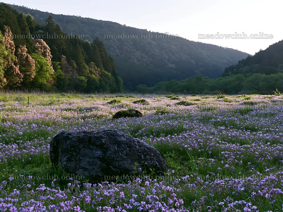 Kyoto spring wildflower meadow stone foreground – meadow photos 9174x6866
