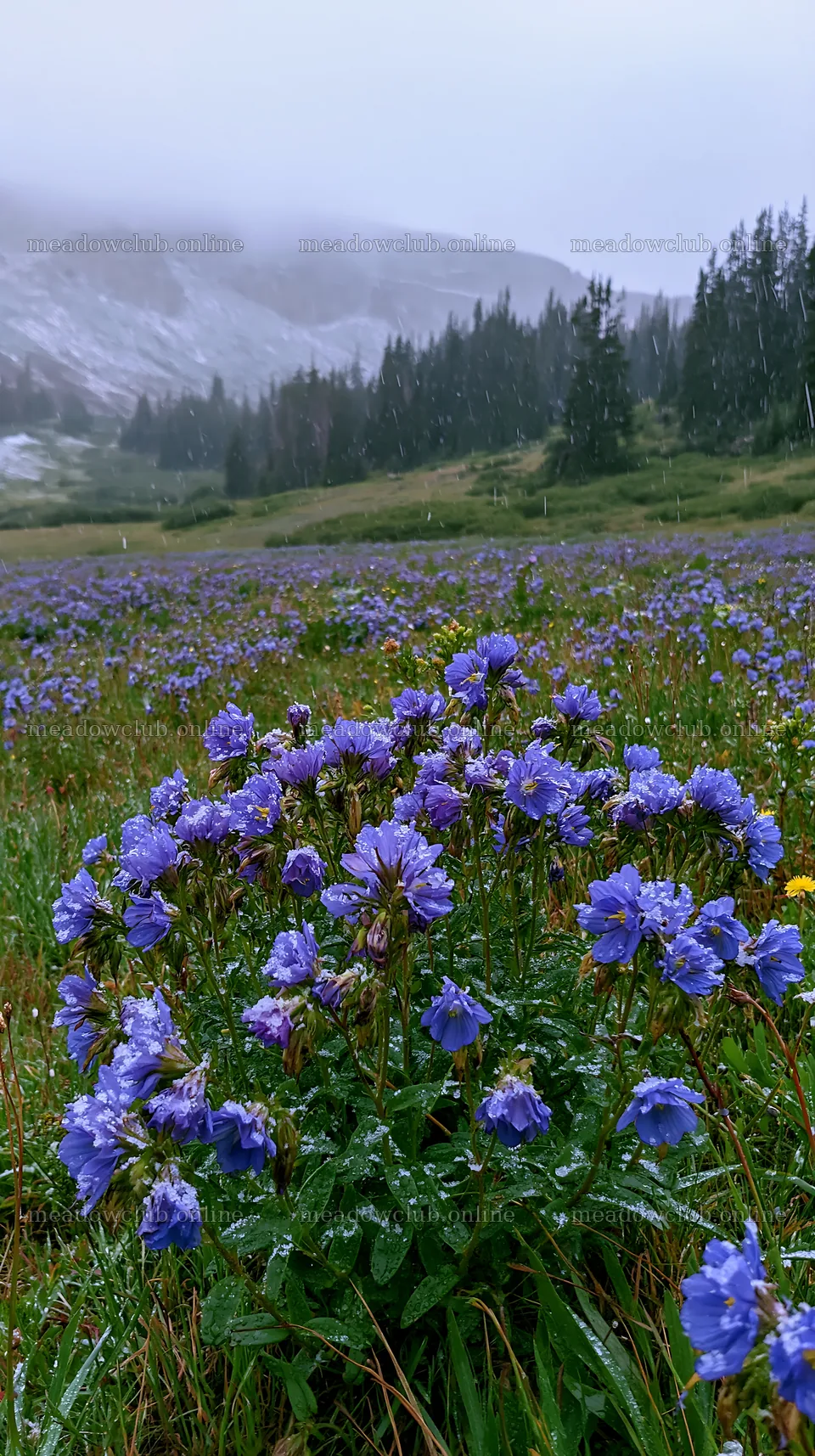 Snowy highland meadow filled with purple flowers – meadow photos 5938x10608