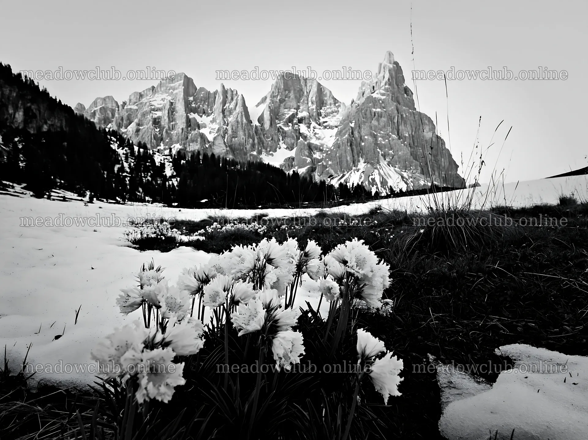 Snowbound meadow with flowers against mountain backdrop – meadow photos 9174x6866