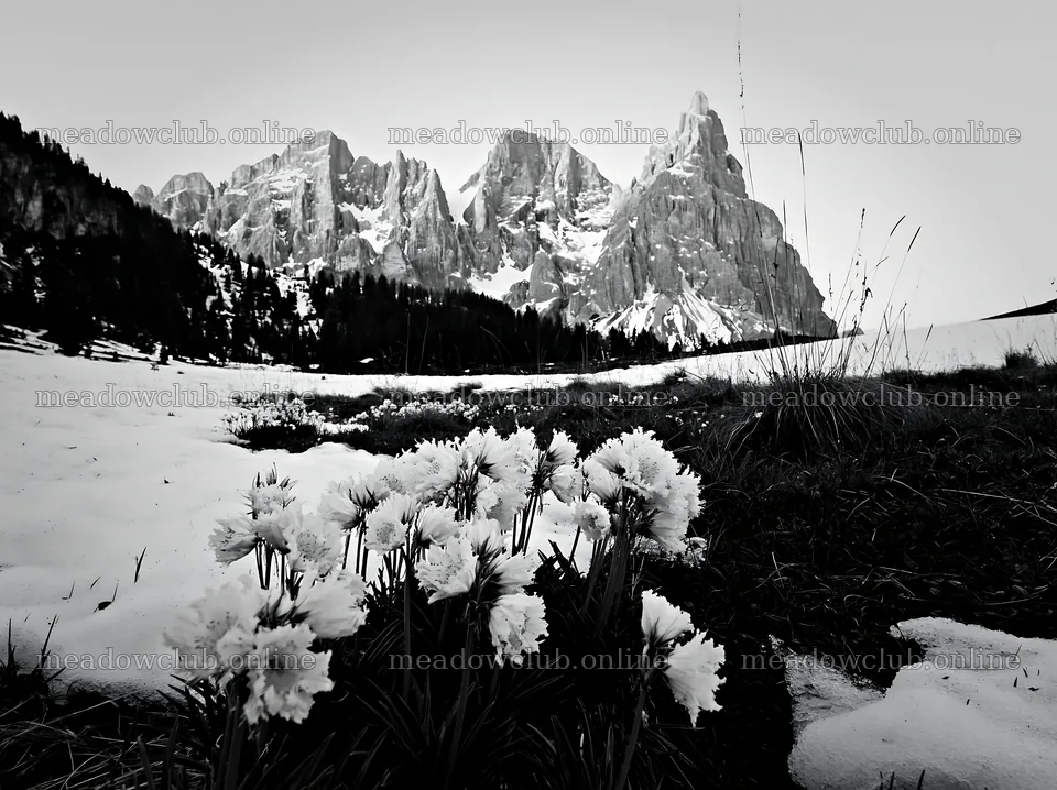 Snowbound meadow with flowers against mountain backdrop – meadow photos 9174x6866