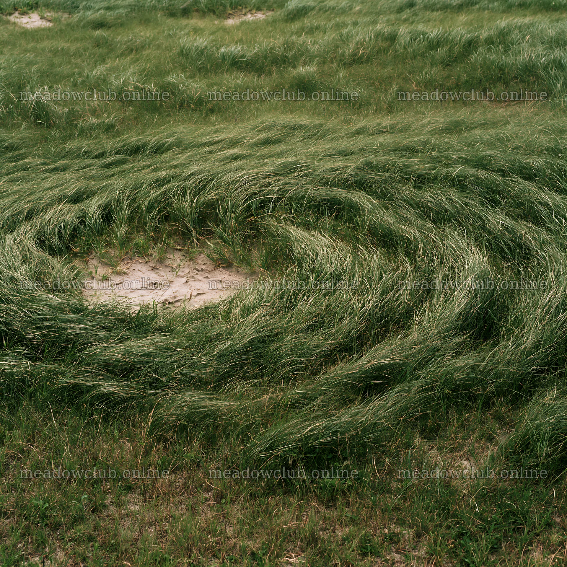 Windy meadow with dune grasses in Tottori – meadow photos 7938x7938