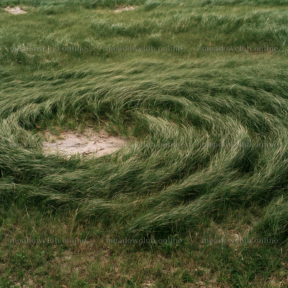 Windy meadow with dune grasses in Tottori – meadow photos 7938x7938