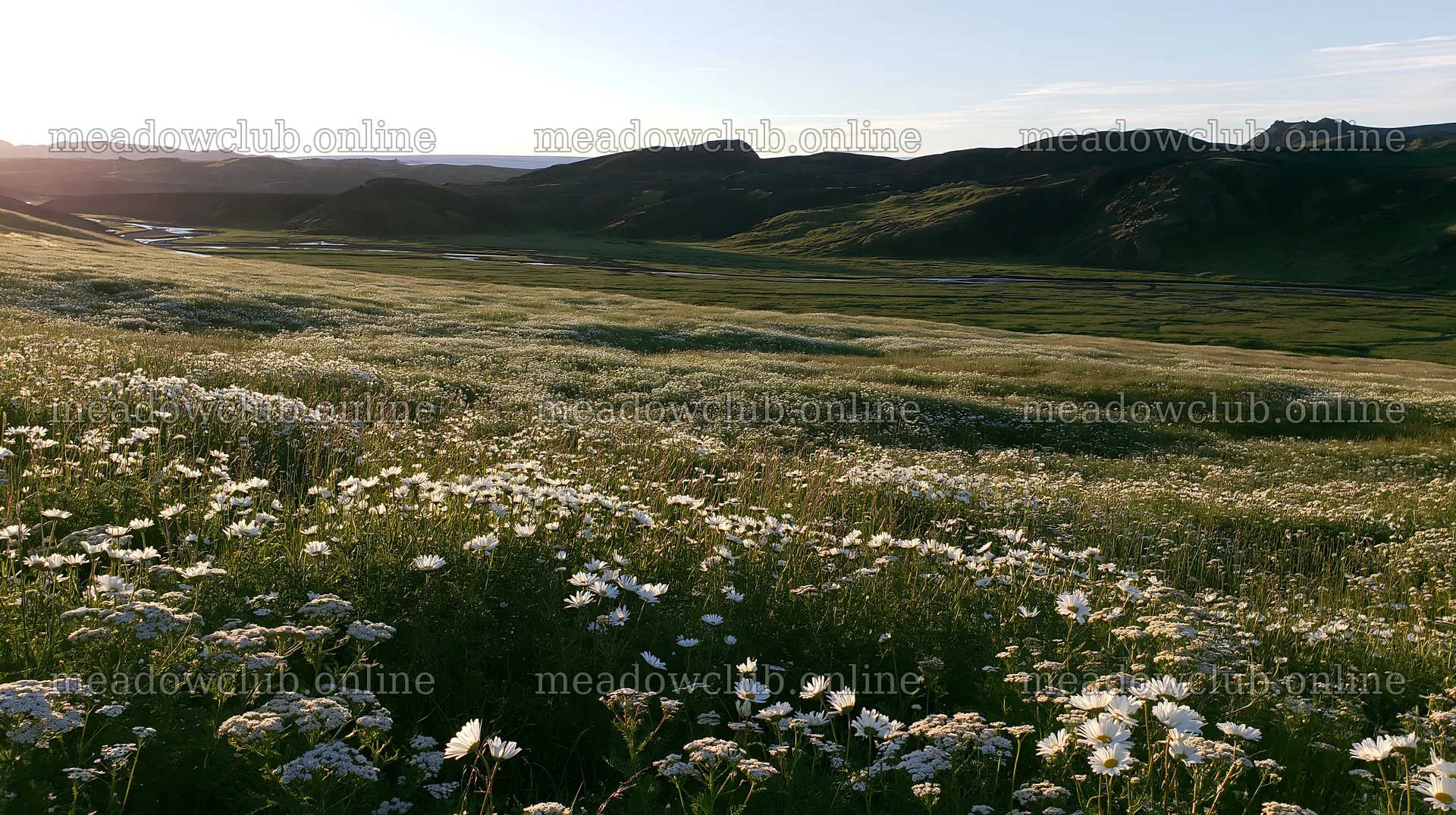 Meadow filled with white flowers during sunset – meadow photos 10608x5938