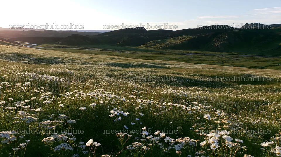 Meadow filled with white flowers during sunset – meadow photos 10608x5938