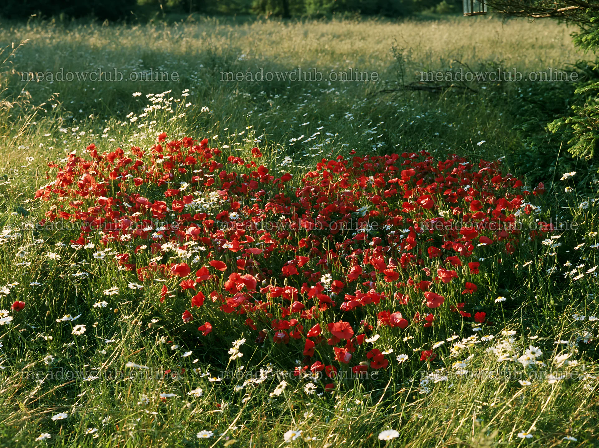 Bright red flowers form a heart shape in a grassy meadow – meadow photos 9174x6866