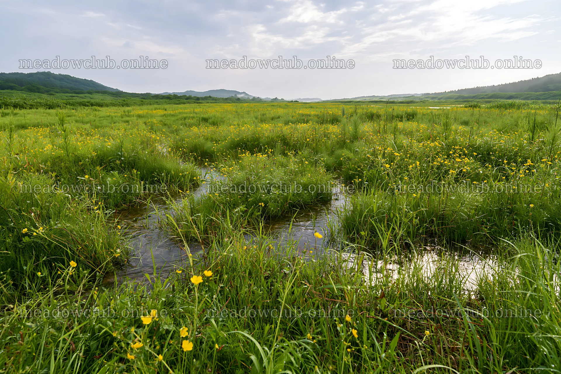 Meadow dew in Niigata floodplain restoration area – meadow photos 9722x6480