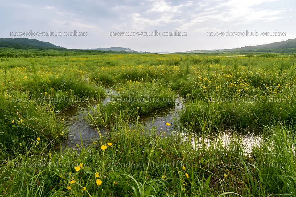 Meadow dew in Niigata floodplain restoration area – meadow photos 9722x6480