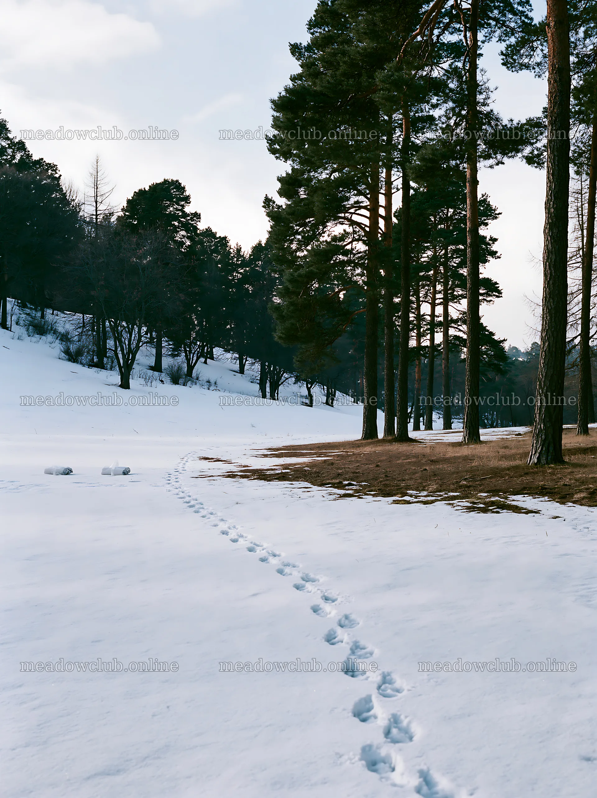 Footprints in snow on an elegant meadow – meadow photos 6866x9174