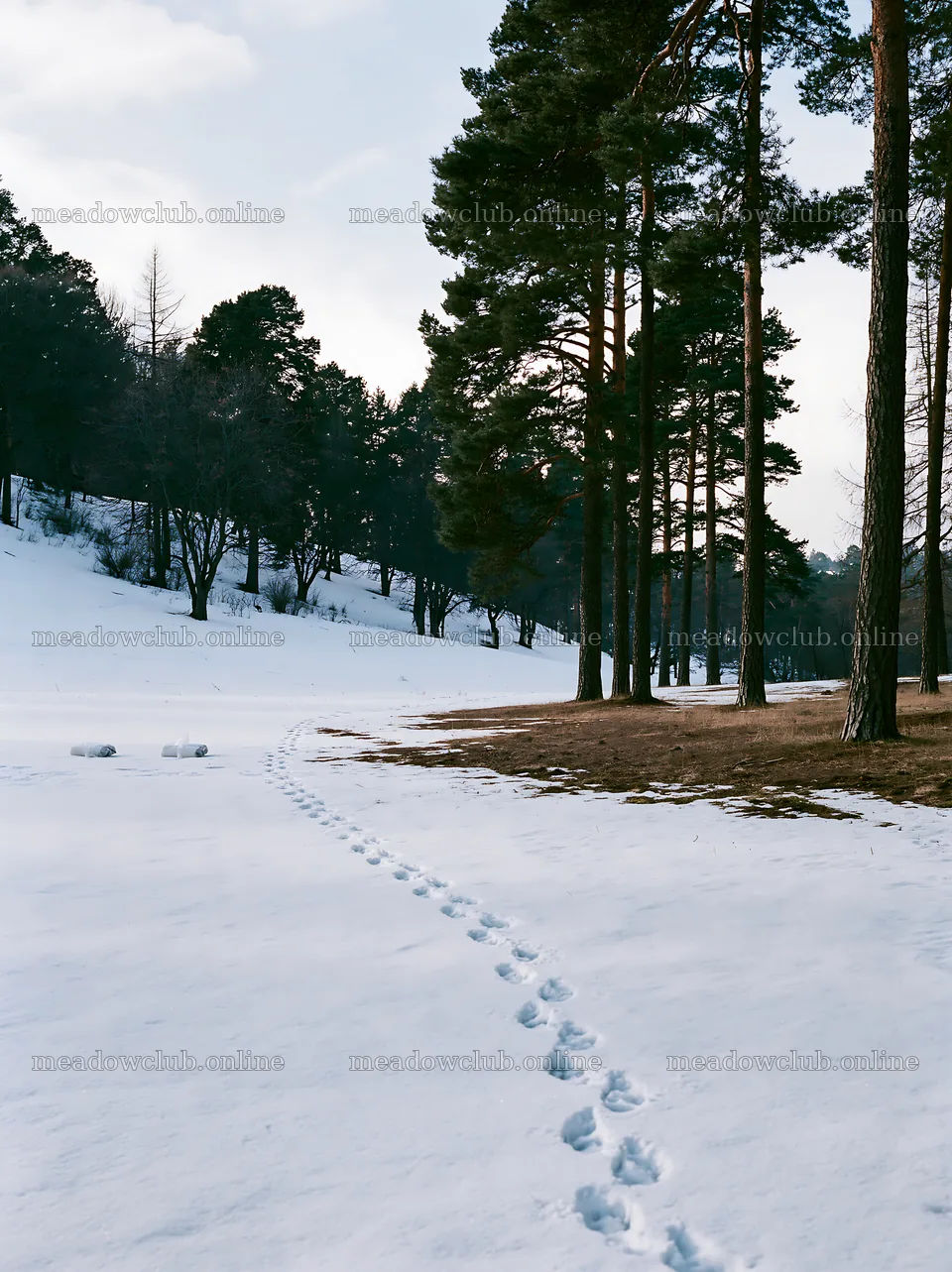 Footprints in snow on an elegant meadow – meadow photos 6866x9174