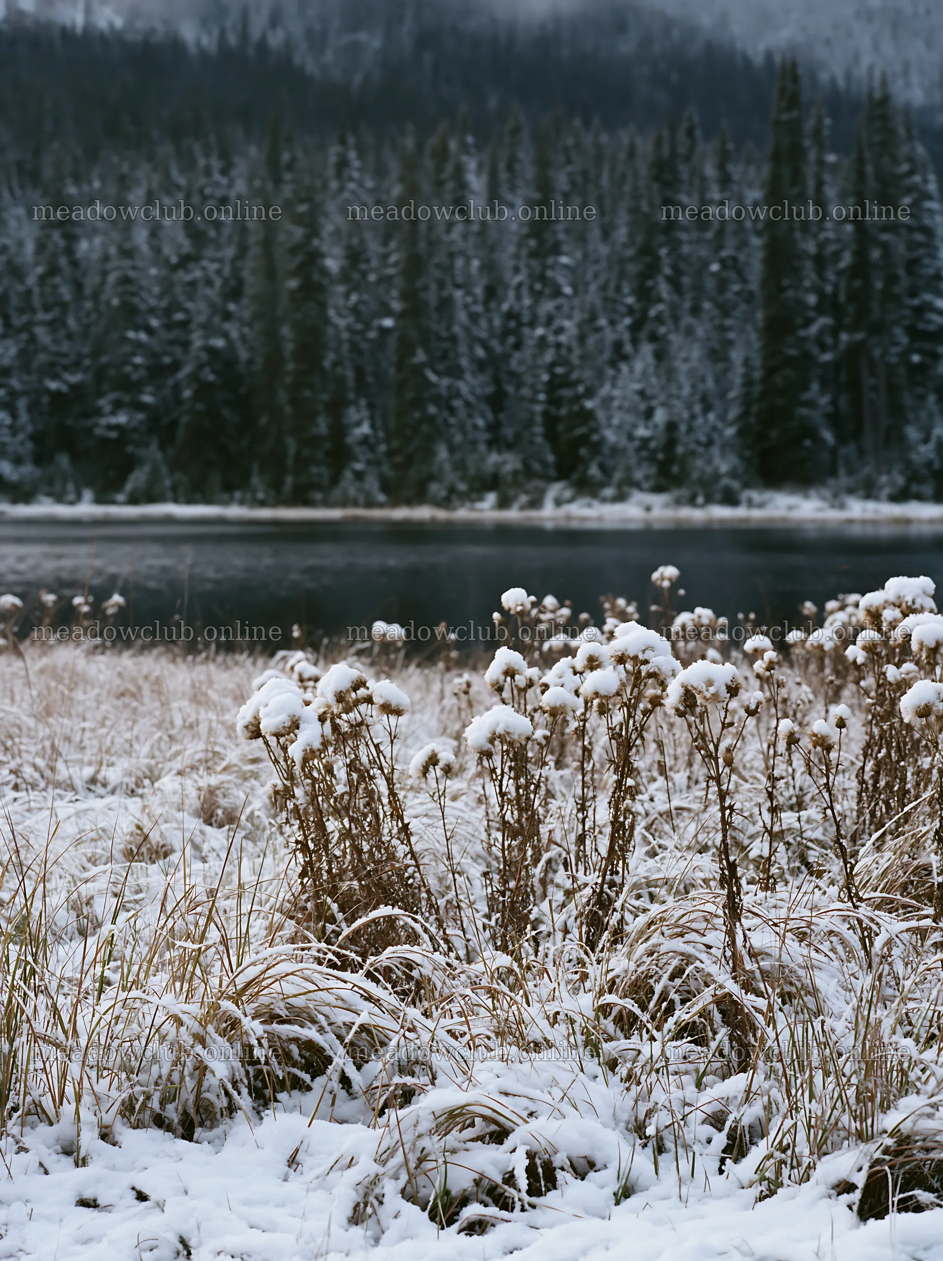 Lakeside meadow covered with snow after the first snowfall – meadow photos 6866x9174