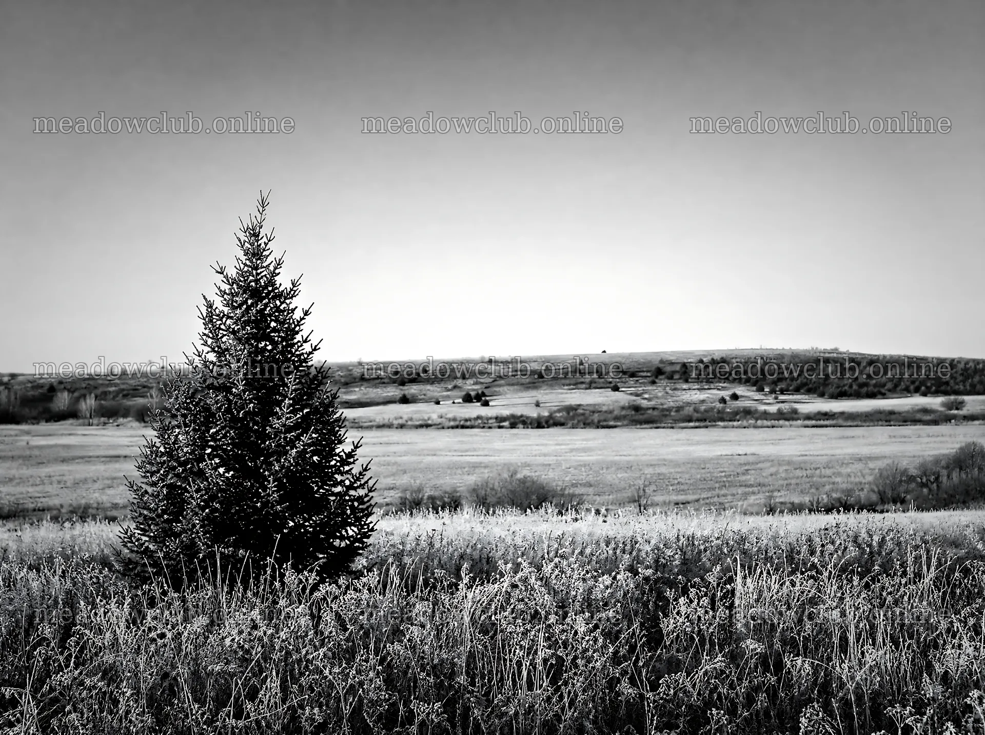 Vibrant Christmas tree stands in a winter meadow – meadow photos 9186x6858