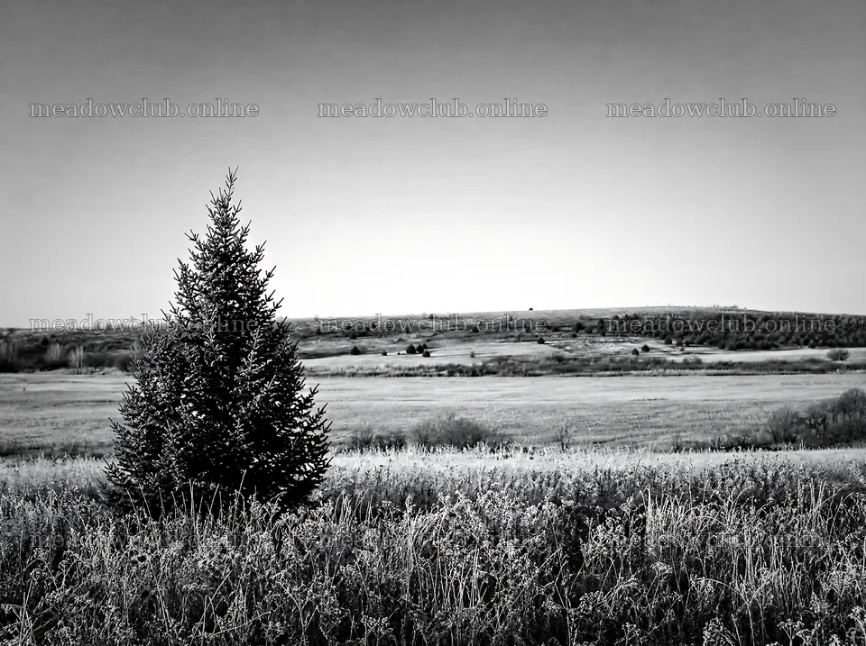 Vibrant Christmas tree stands in a winter meadow – meadow photos 9186x6858