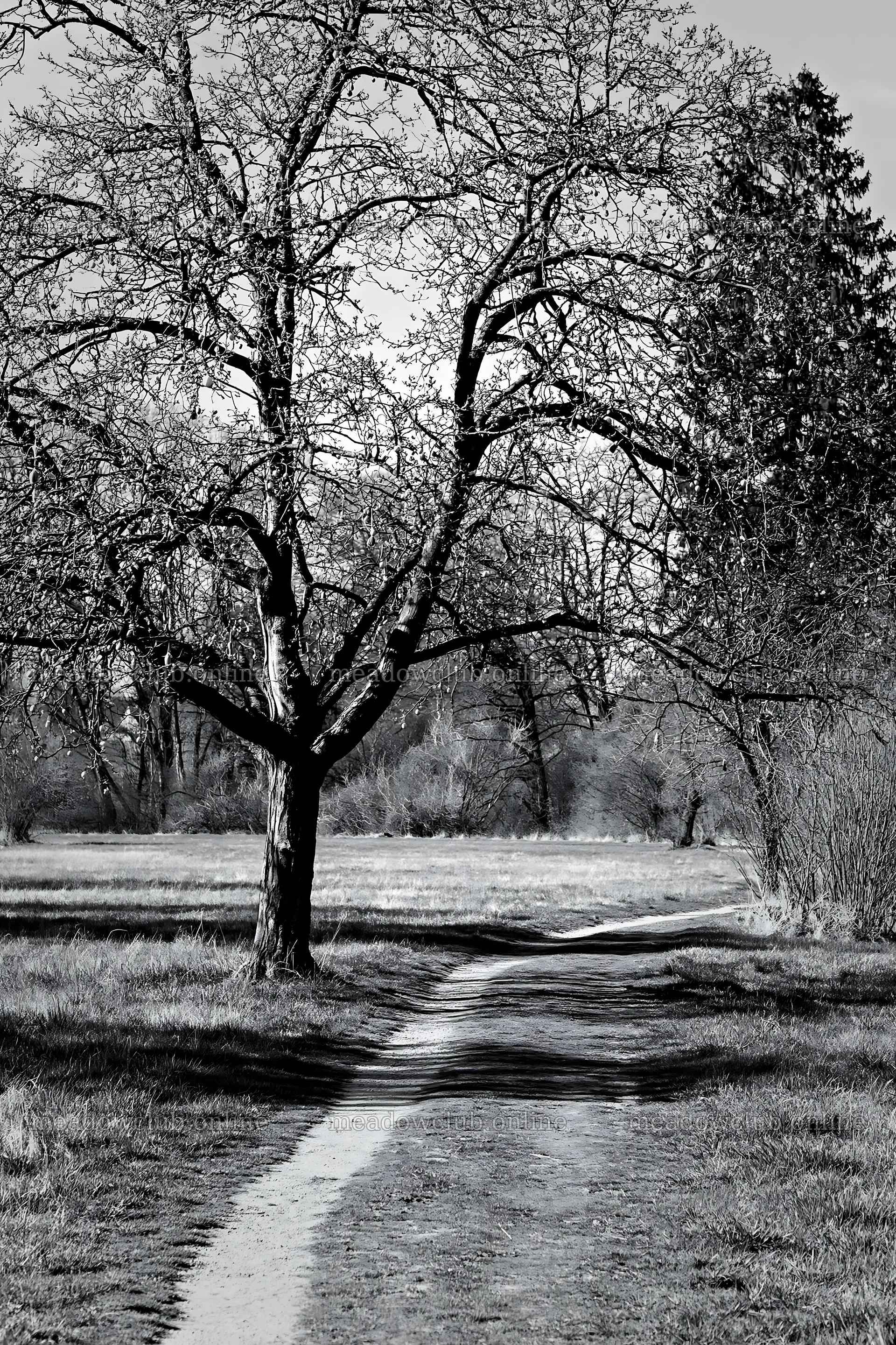 Easter pear tree along a winding path in black and white – meadow photos 6480x9722