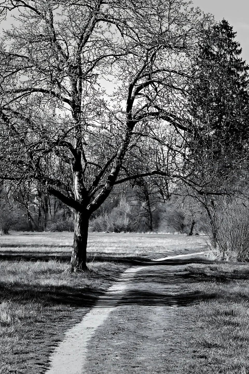 Easter pear tree along a winding path in black and white – meadow photos 6480x9722
