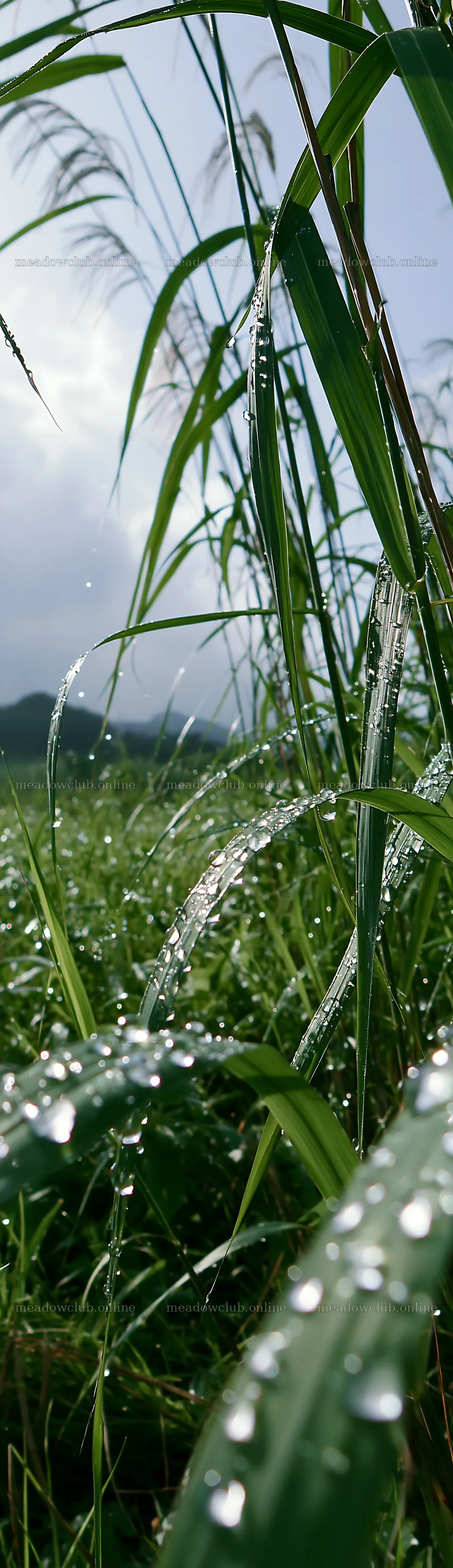 Fukui native grass meadow rain droplets create a fresh scene – meadow photos 4268x14762