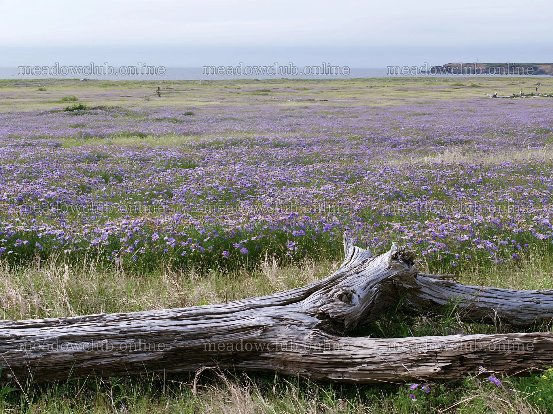 Chiba coastal climate meadow with driftwood and flowers – meadow photos 9174x6866
