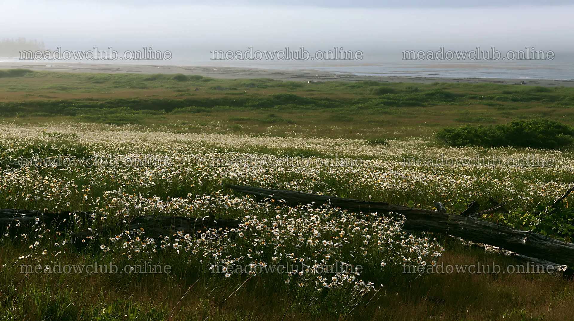 Ishikawa coastal meadow with storm washed driftwood – meadow photos 10608x5938