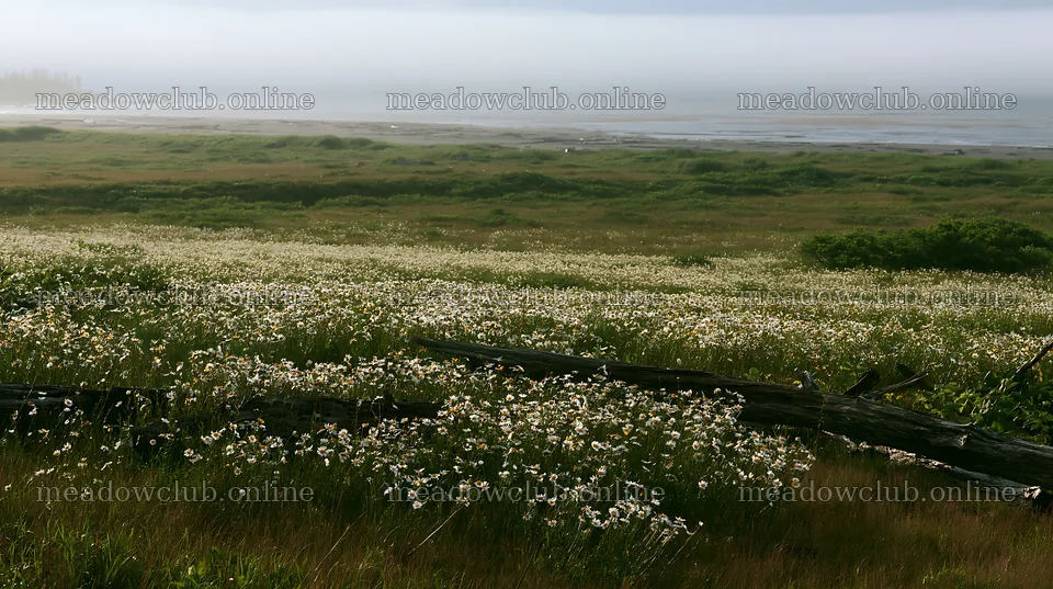 Ishikawa coastal meadow with storm washed driftwood – meadow photos 10608x5938