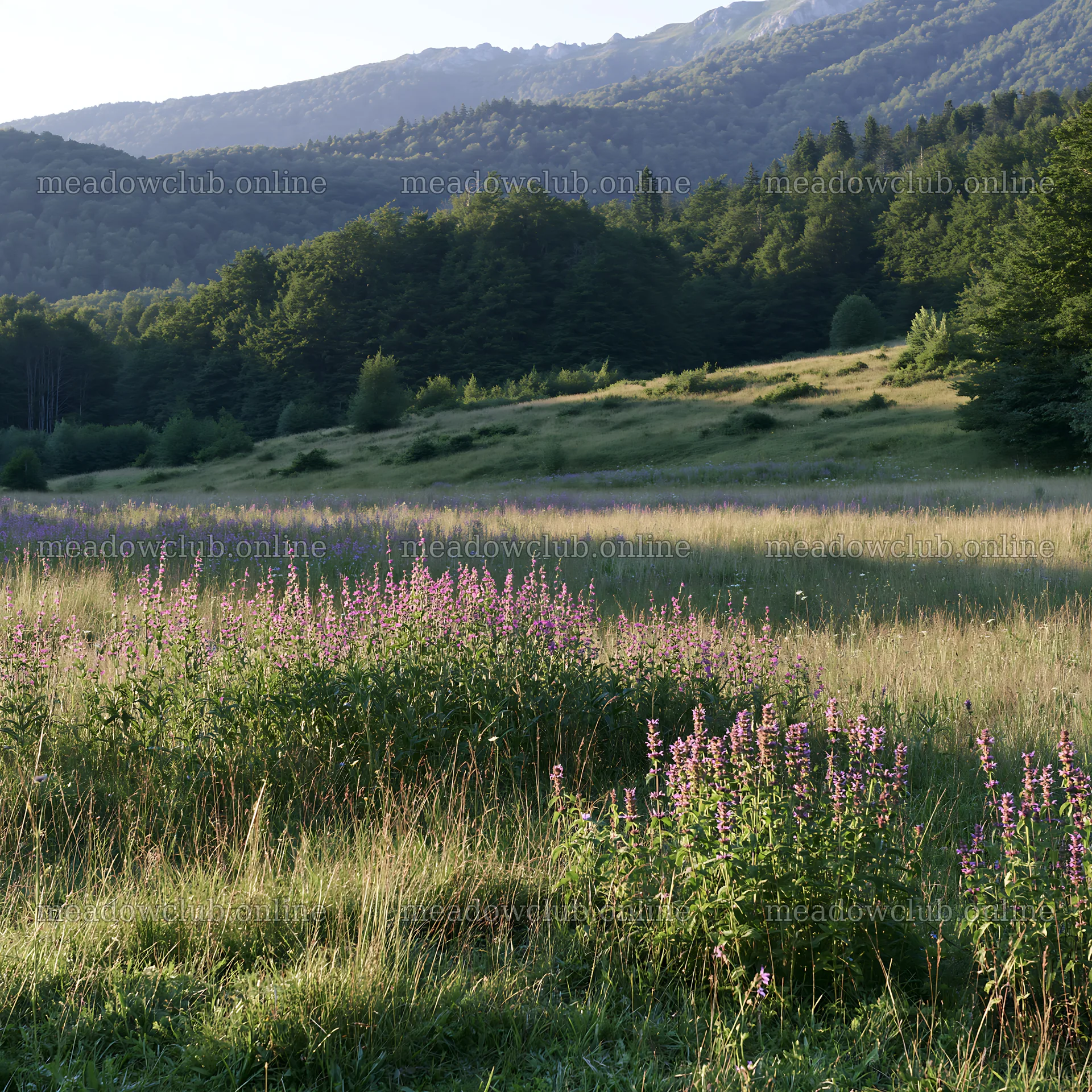Sainfoin chicory meadow under mountain sunlight – meadow photos 7938x7938