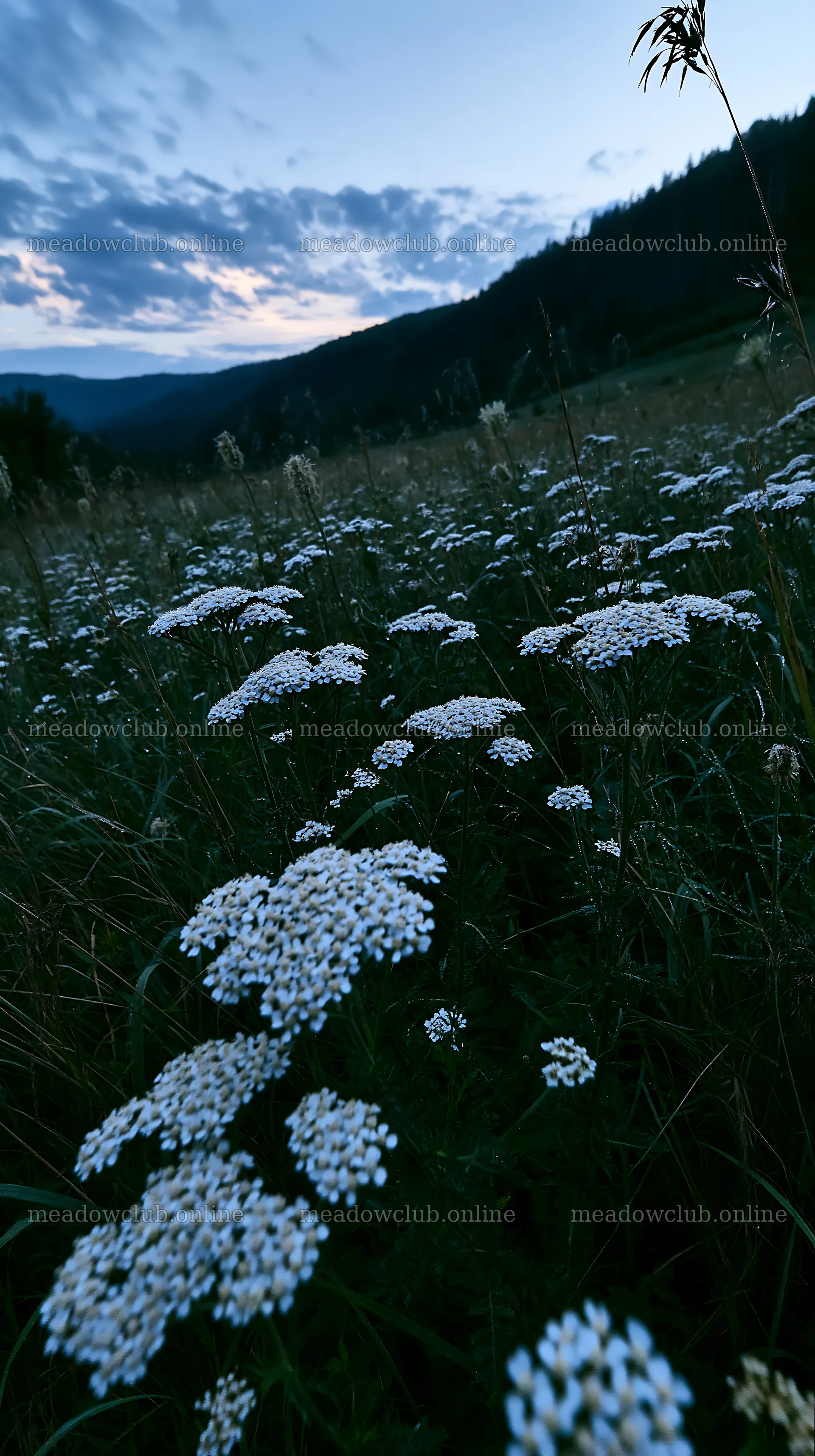 Slovak meadow in Carpathian valley at twilight – meadow photos 5938x10608