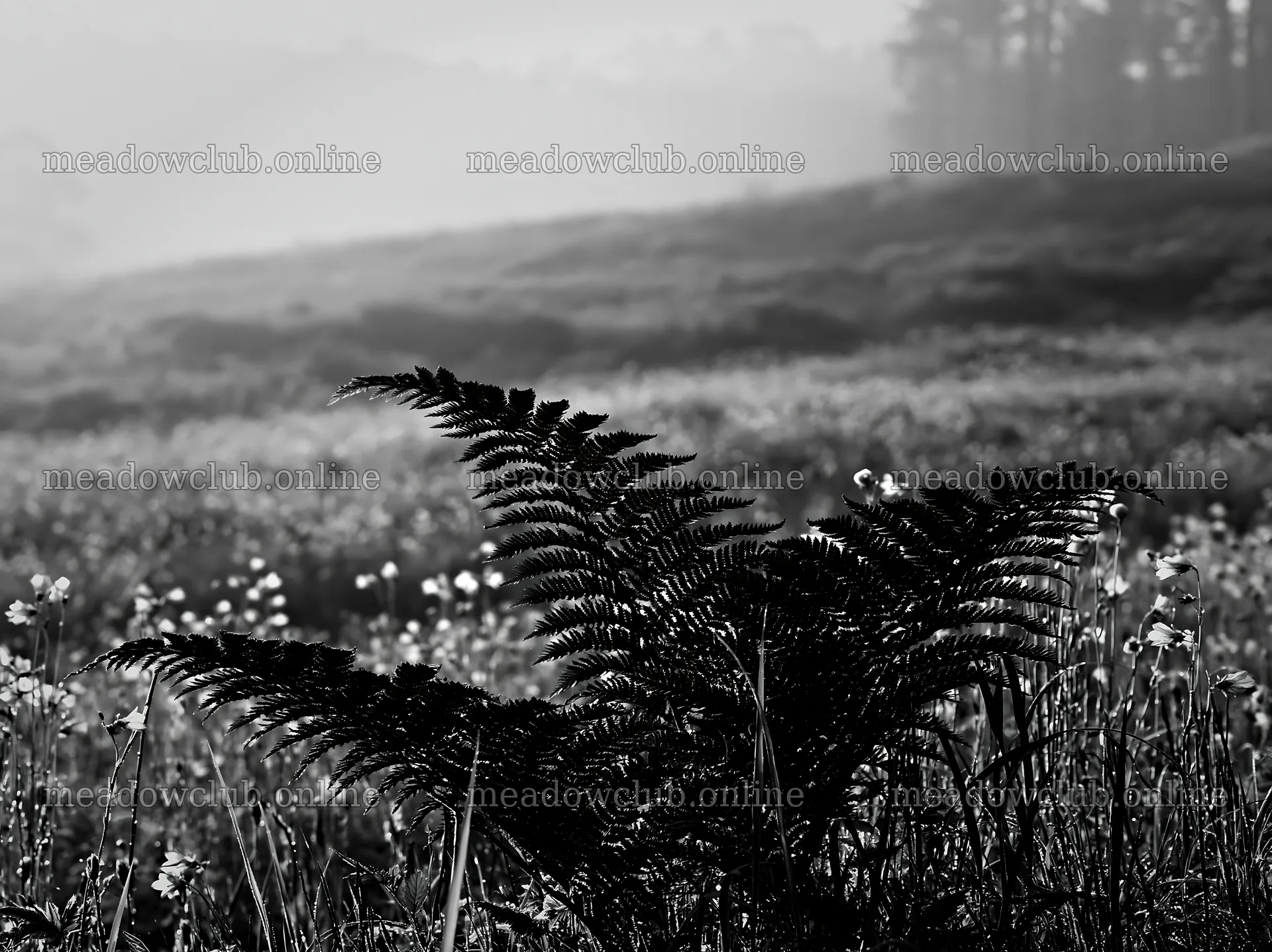 Tokushima mountain meadow fern frond foreground in the sunlight – meadow photos 9174x6866