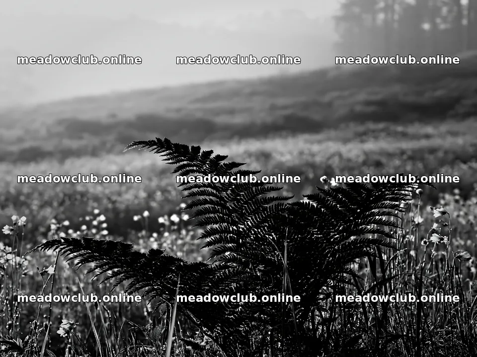 Tokushima mountain meadow fern frond foreground in the sunlight – meadow photos 9174x6866