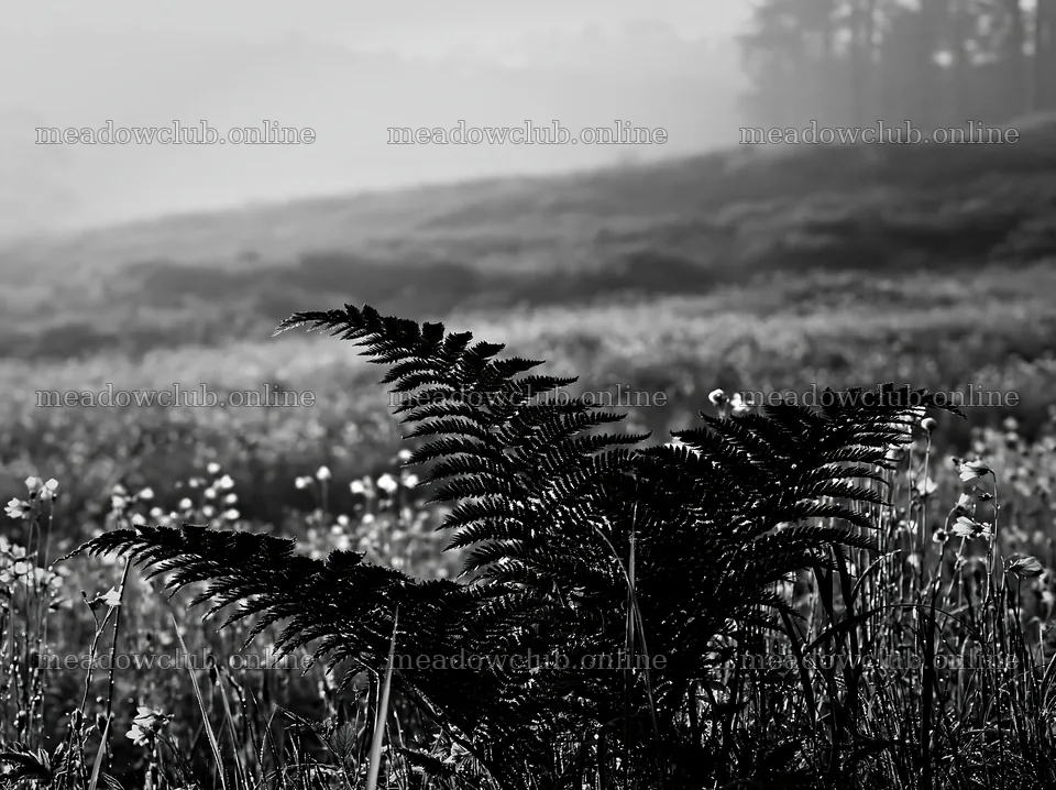 Tokushima mountain meadow fern frond foreground in the sunlight – meadow photos 9174x6866