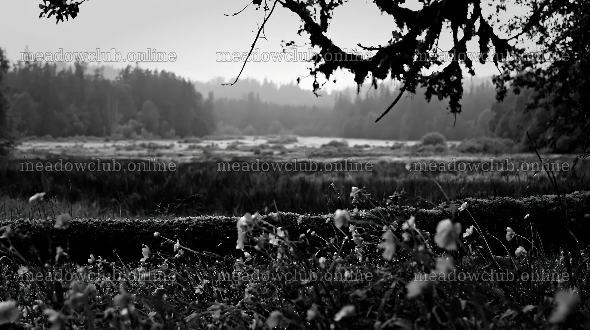 Gifu low carbon meadow mossy log near a lush field – meadow photos 10608x5938
