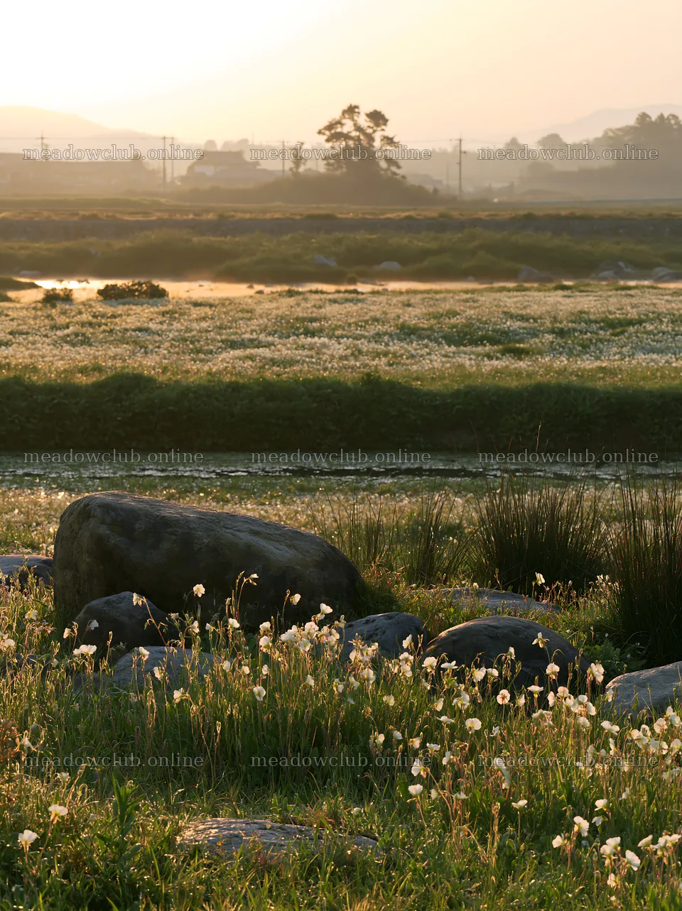 Spring wildflower meadow and stones in Kyoto at sunset – meadow photos 6866x9174